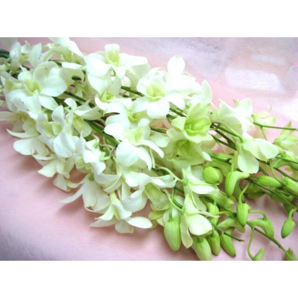 切り花 生花 切花 デンファレ白シンガポールホワイトなど5本 ご自宅用 Buyee Buyee Japanese Proxy Service Buy From Japan Bot Online