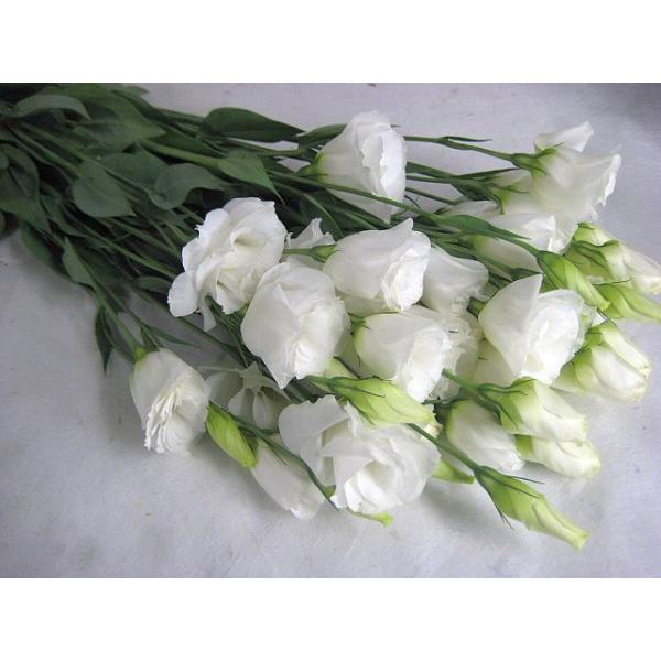 切り花 生花 切花 トルコヤエホワイト ボレロホワイトなど5本 410 57 005 プリティ マーメイド 通販 Yahoo ショッピング