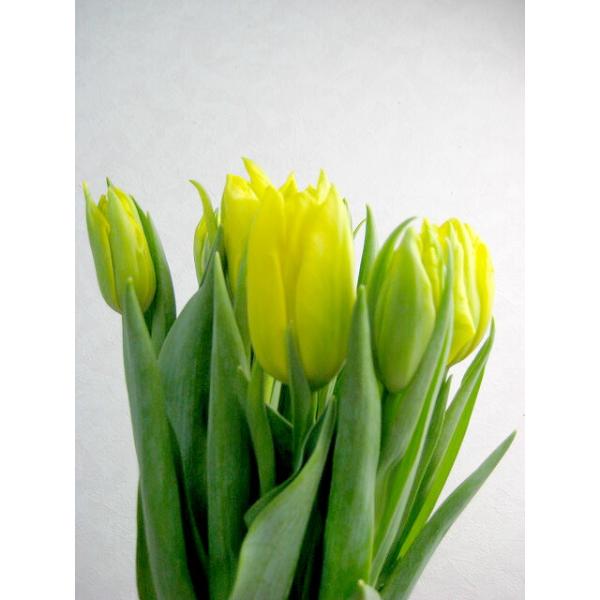 チューリップ 切り花の人気商品 通販 価格比較 価格 Com