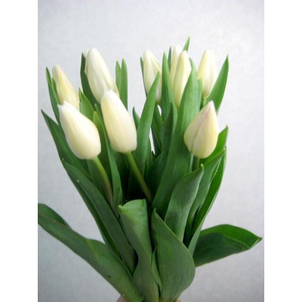 チューリップ 切り花の人気商品 通販 価格比較 価格 Com