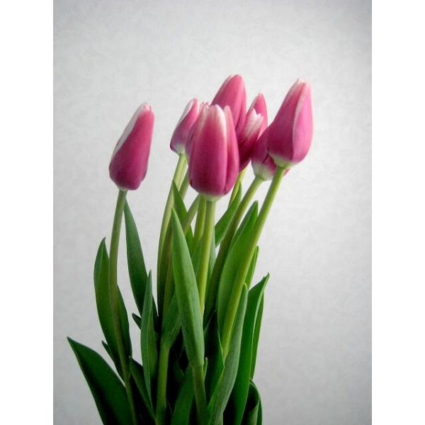 チューリップ 切り花の人気商品 通販 価格比較 価格 Com