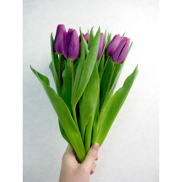 チューリップ 切り花の人気商品 通販 価格比較 価格 Com
