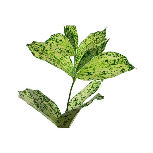 切り花 生花 切花 ドラセナルイ フロリダビューティなど 5本 701 22 005 プリティ マーメイド 通販 Yahoo ショッピング