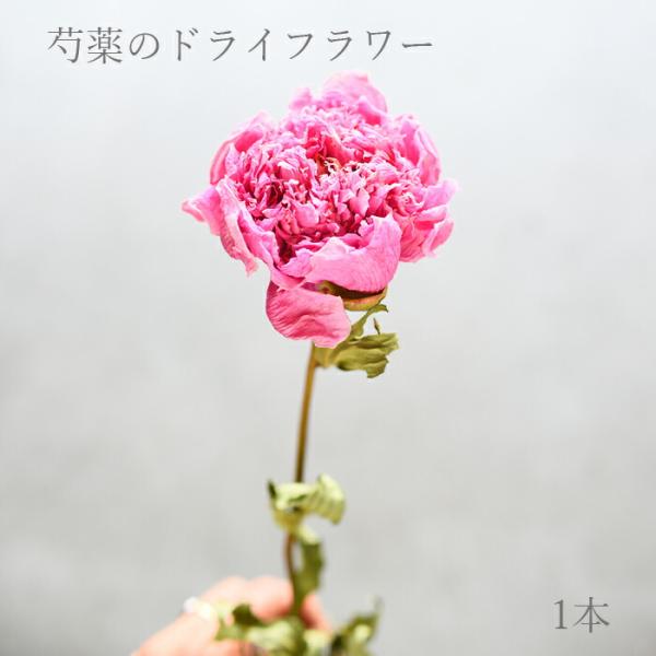 プリティ マーメイド 【単品ドライフラワー】芍薬 ピンク 1本 ドライ