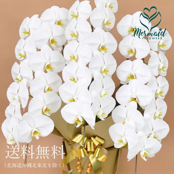 胡蝶蘭3本立ち33輪以上の贈り物ガイド