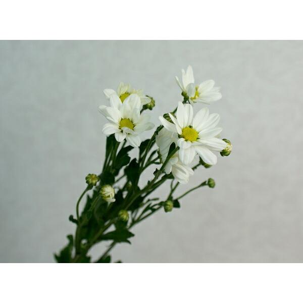 切り花 生花 切花 コギク シロ 季節の白小菊 5本 Buyee Buyee 提供一站式最全面最專業現地yahoo Japan拍賣代bid代拍代購服務 Bot Online