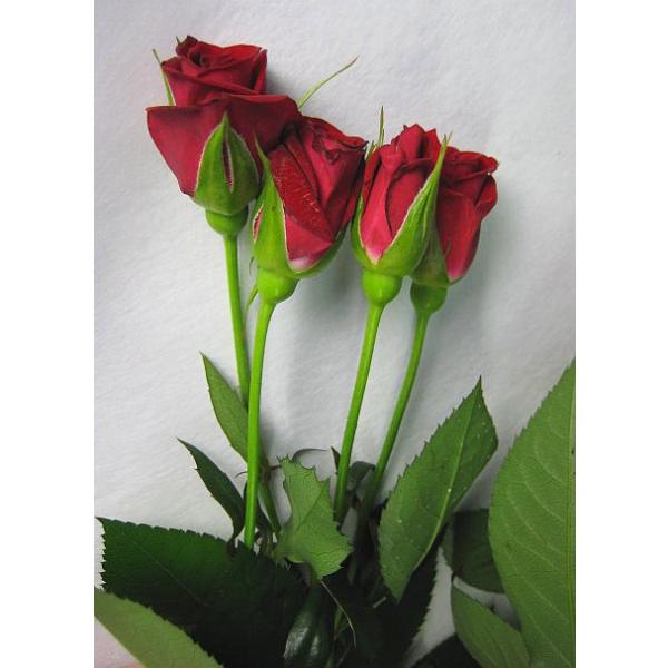 バラ 切花の人気商品 通販 価格比較 価格 Com