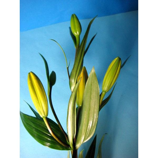 ユリ 切り花の人気商品 通販 価格比較 価格 Com