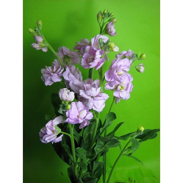 ストック ピンク 農業資材 ガーデニング用品の人気商品 通販 価格比較 価格 Com