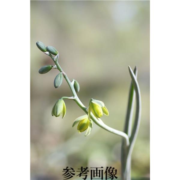 TÌNH YÊU CÂY CỎ ĐV 5 - Page 44 Ohgi-nursery_aexuviata