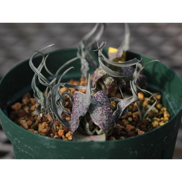 Androcymbium circinatum/アンドロキンビウム・キルキナツム小苗