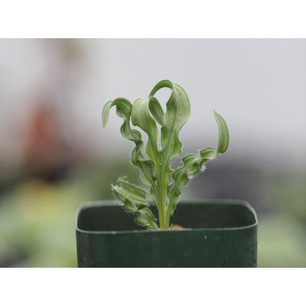 南アフリカの球根植物、Babiana crispa/バビアナ・クリスパです。2.5号ポット（１球入り）今季は開花しないサイズです。撮影日：2017年11月26日（苗画像）冬成長型です。休眠期は断水して管理します。半耐寒性ですが、凍らない程度...