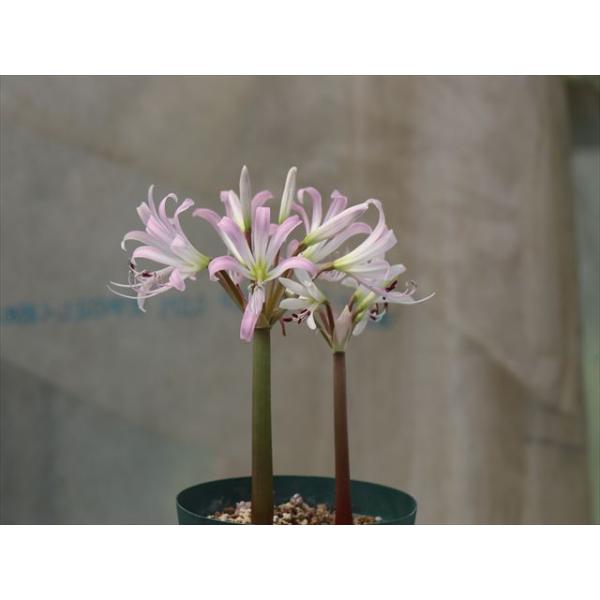 Brunsvigia gariepensis/ブルンスヴィギア・ガリエペンシス