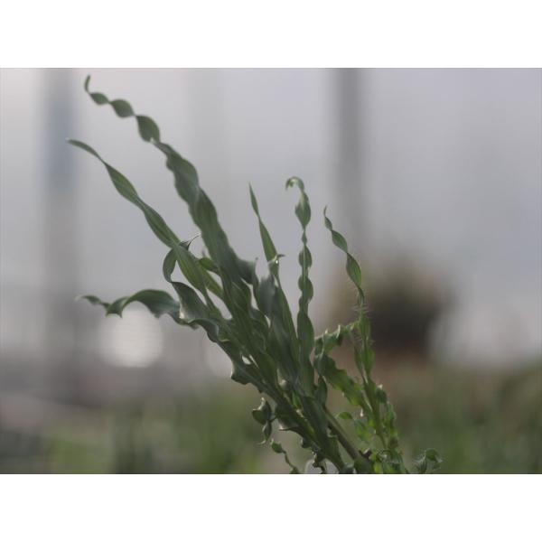 Babiana sinuata/バビアナ・シヌアータ