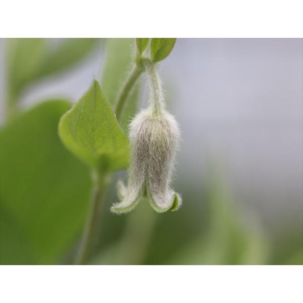 ohgi-nursery_coactilis2527