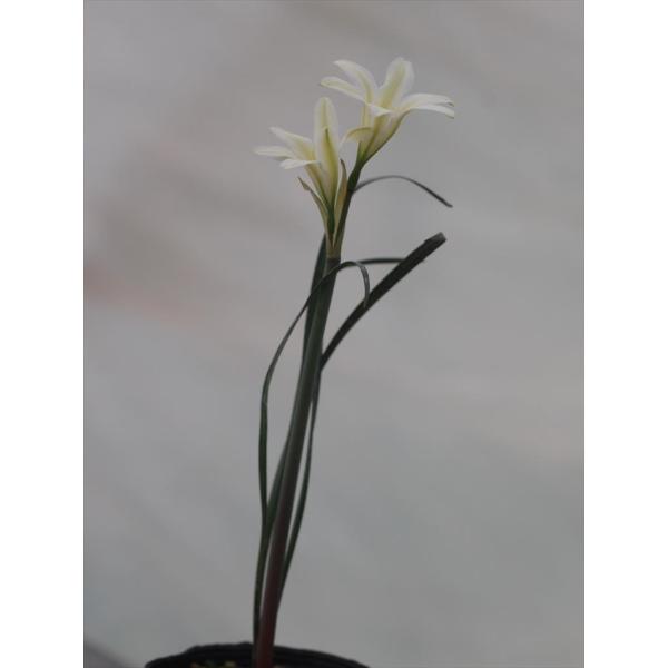 Cyrtanthus loddigesianus/キルタンサス・ロヂゲシアヌス