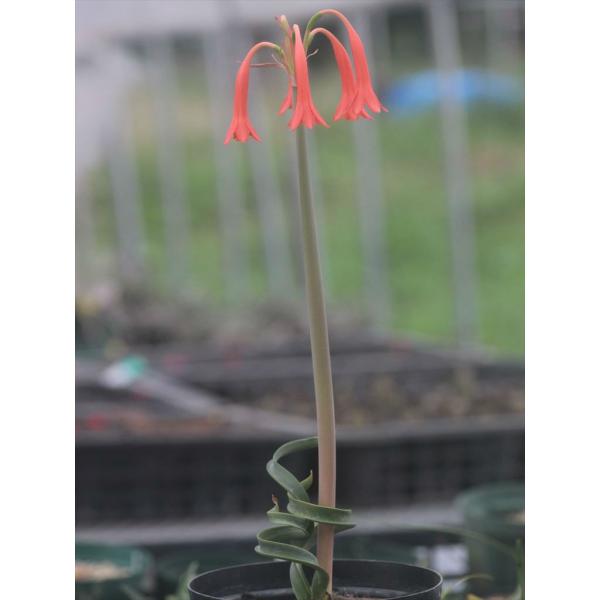 キルタンサスの価格と最安値 おすすめ通販を激安で