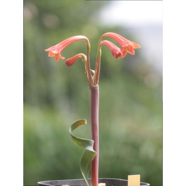 Cyrtanthus spiralis small/キリタンサス・スピラリス実生苗 : 大木