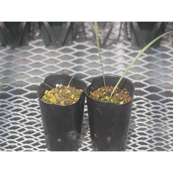 Cyrtanthus brachyscyphus/キルタンサス・ブラキスキフィスです。国内ではあまり出回らない種ではないかと思います。Locality:Eastern Cape2.5号ロングポット１球入り＊開花画像は見つかりませんでしたが、...