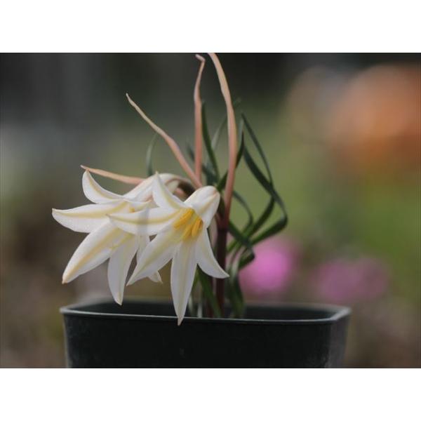 Cyrtanthus helictus/キルタンサス・ヘリクタス小苗 : 大木ナーサリー