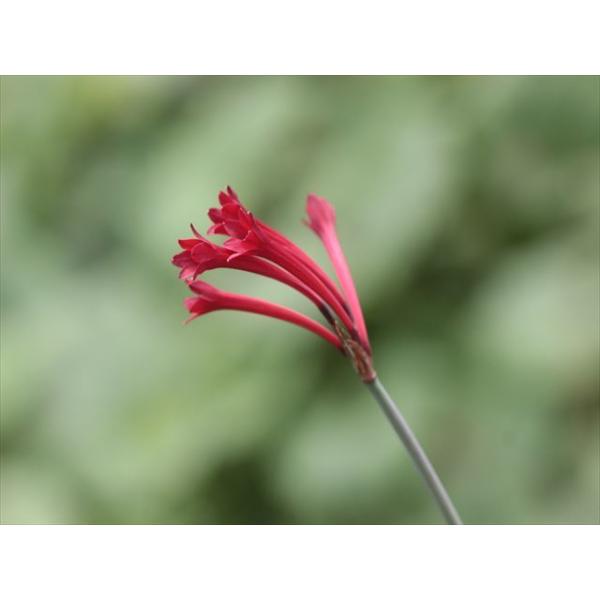 94%OFF!】 Cyrtanthus clavatus キルタンサス クラヴァツス