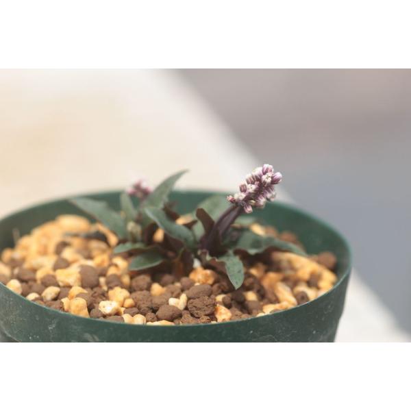 Drimiopsis sp. Nova aff. gracilis/ドリミオプシス不明種