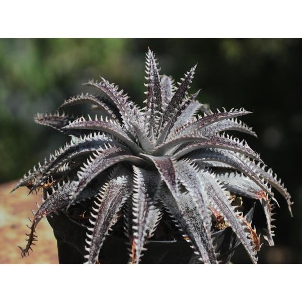 Dyckia 'Bill Baker'/ディッキア'ビル・ベイカー'4 : 大木 Dyckia 'Bill Baker'/ディッキア'ビル・ベイカー'4 : 大木