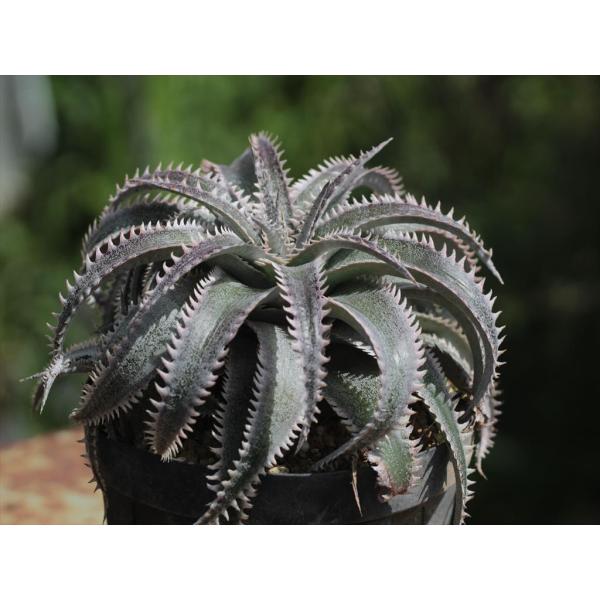 ohgi-nursery_dyckiawasabi1