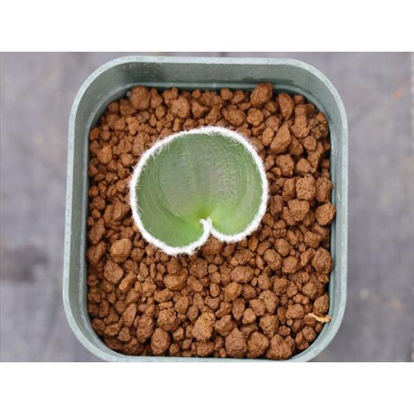 ohgi-nursery_eriolanimariginatum