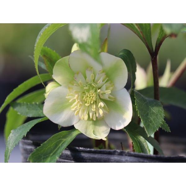 ヒデコートハイブリッドセミダブル : 大木ナーサリー - 通販 - Yahoo