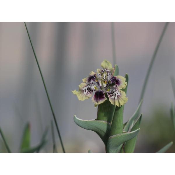 Ferraria densepunctulata/フェラリア・デンセプンクツラータ