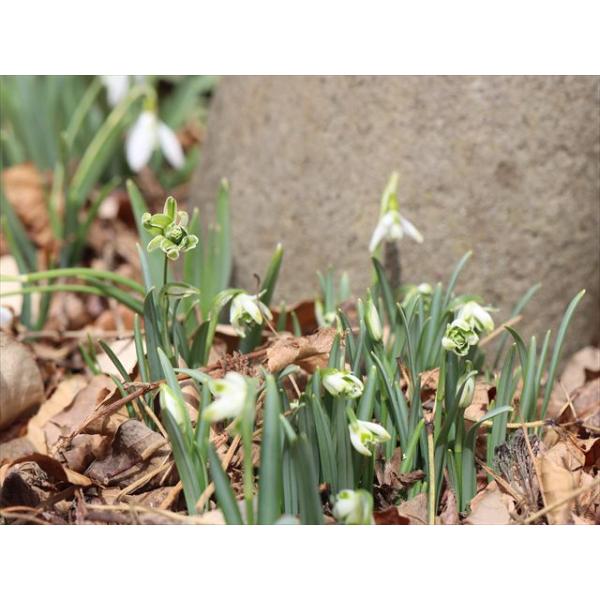 Galanthus 'Blewbury Tart'/ガランサス ’ブリューベリー タルト’＊黄花品種はある程度寒さに当てないと黄色くなりませんので、なるべく寒さに当ててください。＊画像１枚目は参考画像です。撮影日：2025年1月20日（画像...