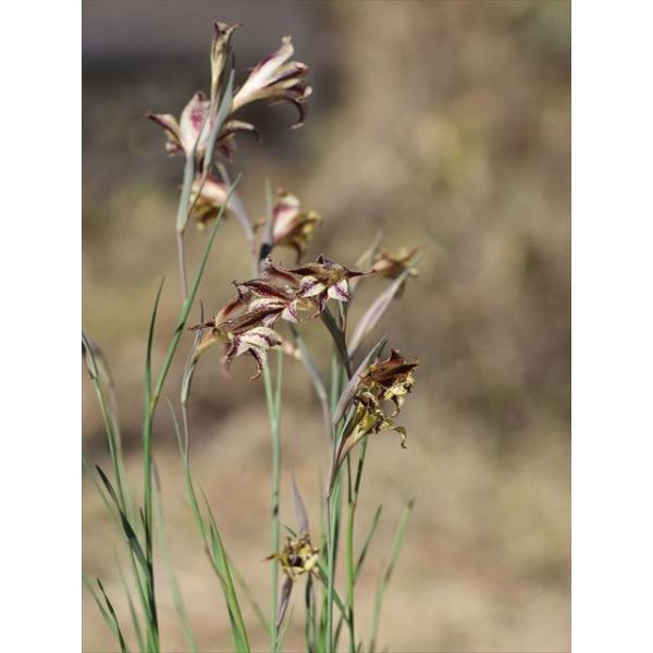 Gladiolus maculatus/グラジオラス・マクラータス
