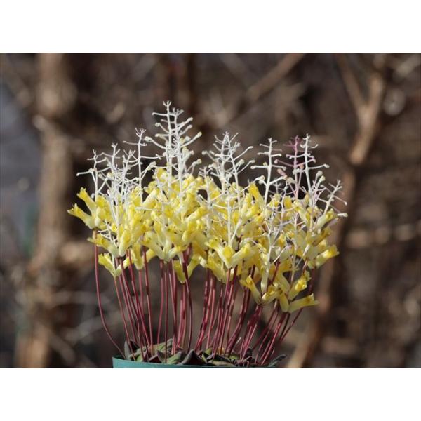 Lachennalia trichophylla/ラケナリア・トリコフィラです。苗画像と同等の苗をお送りします。（苗画像2025年11月24日撮影）開花サイズ苗です。2.5号ロングポット冬成長型です。休眠期は涼しい場所で断水管理します。休眠...