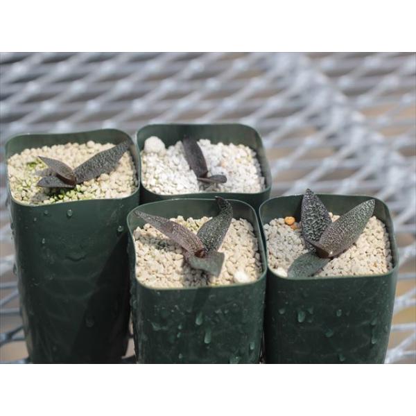 Ledebouria galpinii variegata seedlings/レデボウリア・ガルピニー斑入り実生（非斑入り苗）です。当園でたくさん実生した中から偶然出た斑入り個体のセルフ実生苗です。この販売分は斑入りのセルフ実生から出た非...