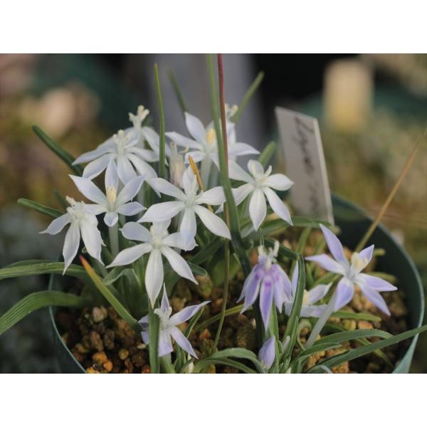 Lapeirousia montana/ラペイロウジア・モンタナ