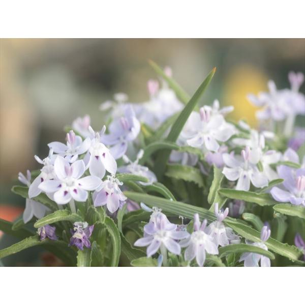 Lapeirousia plicata/ラペイロウジア・プリカータブルー系と白系がありますが販売苗の色はブルーです。2.5号ロングポット（1球入りです。）販売球は開花サイズですが場合によっては咲かない場合もございます。冬成長型です。休眠期は...