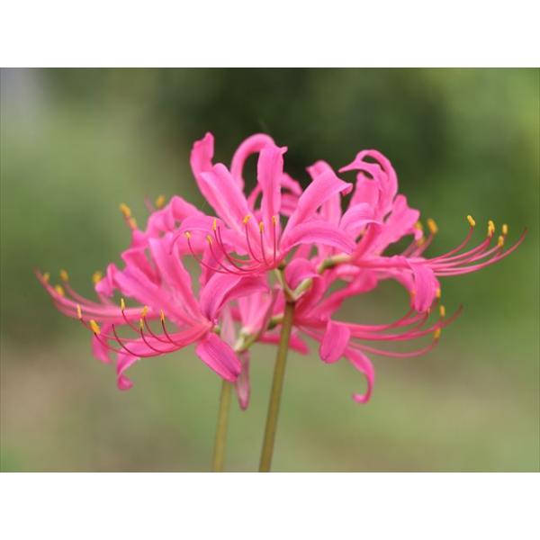 ALBAROSAリコリス、ヘメロカリスセット ヘメロカリスオリジナル品種