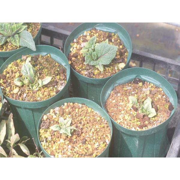Mandragora Autumnalis マンドラゴラ アウツムナリス Buyee Buyee Japanese Proxy Service Buy From Japan Bot Online