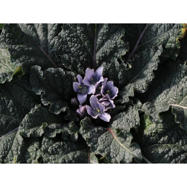 Mandragora autumnalis/マンドラゴラ・アウツムナリス中苗