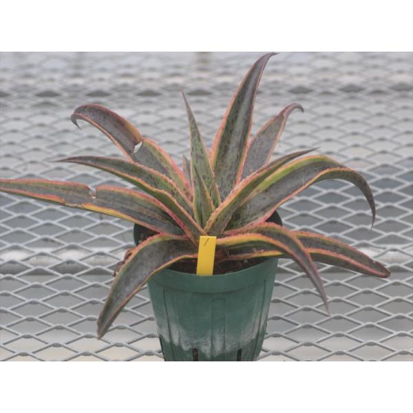 マンガベ　ゴールデンフレンドシップ　マンガベ　ジャガー×ビクトリアレジーナ　子株 マンガベ ゴールデンフレンドシップ マンガベ ジャガー