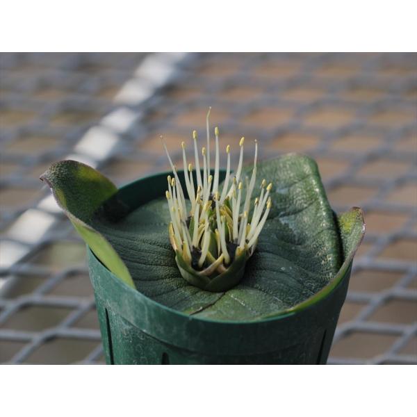 ohgi-nursery_massoniapustulatama