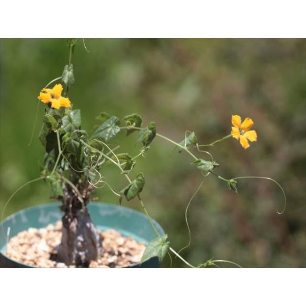 Momordica boivinii/モモルディカ・ボイビニー1 : 大木