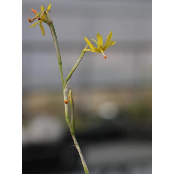 Moraea pendula/モラエア・ペンデュラです。残念ながら開花画像が見つけられませんでしたが、黄色い特徴のある花形の花を咲かせます。苗画像と同等の苗をお送りします。（苗画像2020年12月8日撮影）開花〜１作開花サイズ苗です。2.5...
