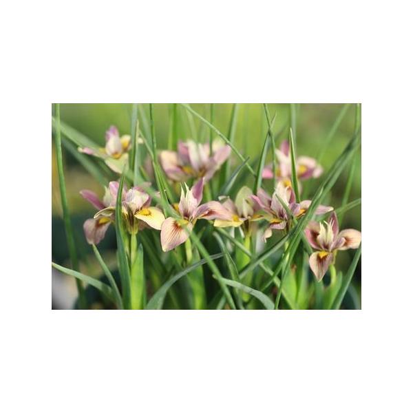 南アフリカ原産の球根、Moraea tricolor/モラエア・トリカラーです。同じ球根から３色違う色の花を咲かせます。（画像１枚目、２枚目は同じ球根から咲いたものです。）2.5号ロングポット（1球いり）今季開花サイズ〜１作開花サイズです。...
