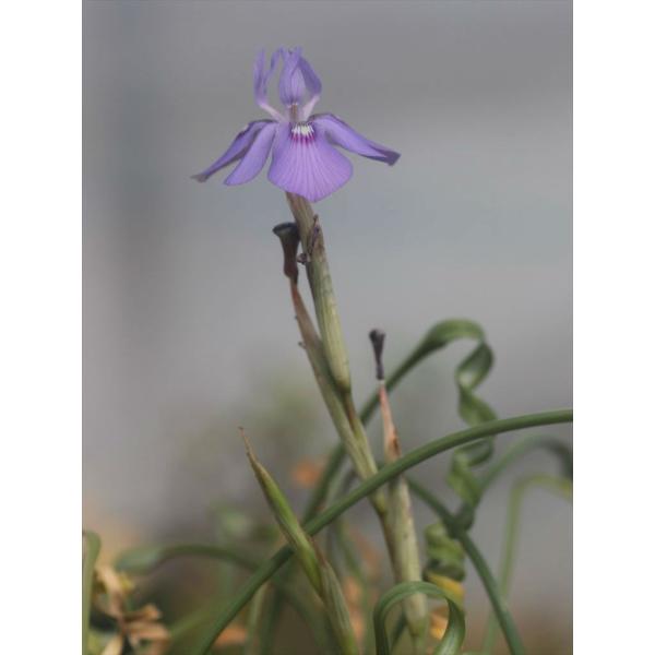 Moraea pritzeliana/モラエア・プリッツェリアナです。当園見計らいにてお送りいたします。苗は開花〜１作開花サイズ球です。花は春に咲きます。＊ご購入のタイミングによっては花が終わっている場合もございます。あらかじめご了承くださ...