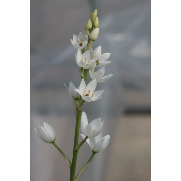 Ornithogalum Thyrsoides オーニソガラム シルソイデス Ornithogalumthyrsoides 大木ナーサリー 通販 Yahoo ショッピング