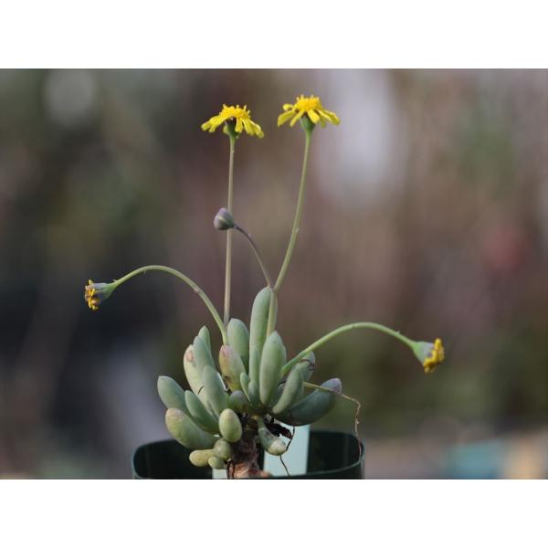 Othonna clavifolia/オトンナ・クラヴィフォリア :Othonnaclavifolia:大木ナーサリー 通販  