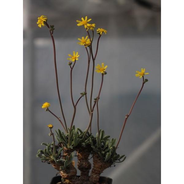 Othonna lepidocaulis/オトンナ・レピドカウリスです。茎の幹が鱗のようになる面白いオトンナです。＊画像１枚目は参考画像です。＊画像２枚目と同等の苗をお送りいたします。実生1年苗です。2.5号ロングポット撮影日：2025年1...