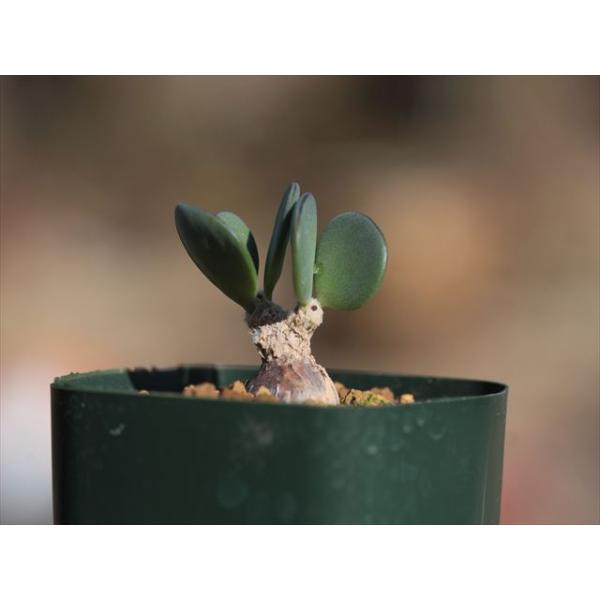 ① 良形 Othonna pygmaea オトンナ ピグマエア 実生 ohgi-nursery_othonnapygmaea